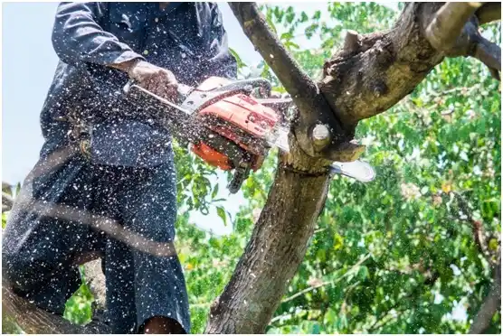 tree services Zion